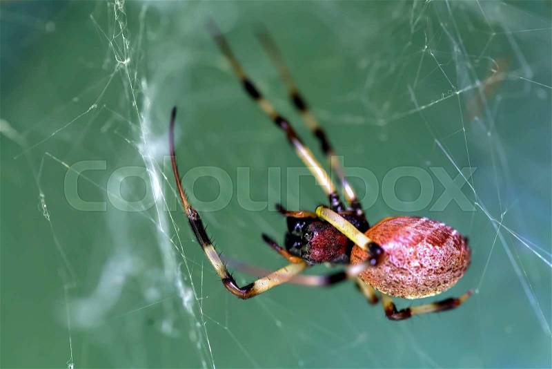 Widow spider, stock photo