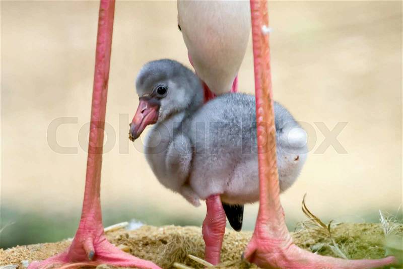 Baby flamingo, stock photo