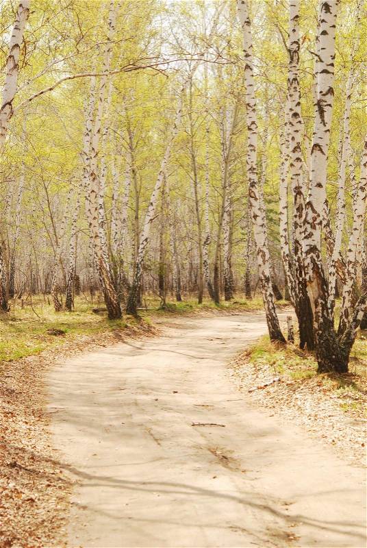 Road in spring forest, stock photo