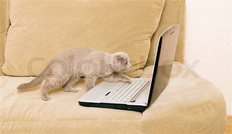 Cat and laptop on a sofa, stock photo