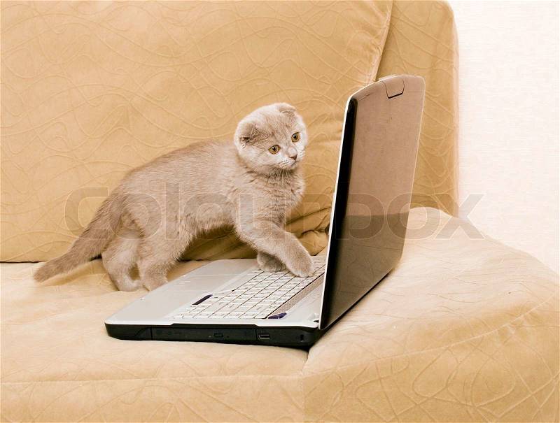 Cat and laptop on a sofa, stock photo