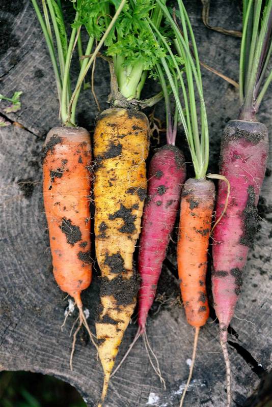 Dirty colored carrots on a wooden stump, stock photo