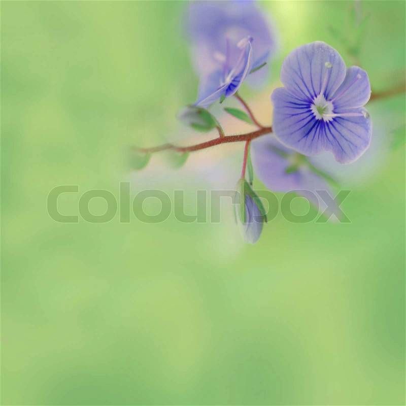 Meadow plant background: blue little flowers close up and green grass. Shallow DOF. Pastel toned, stock photo