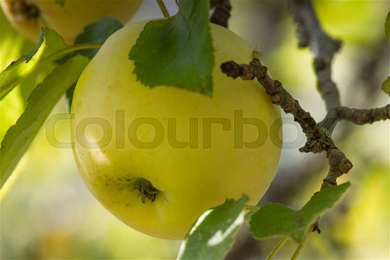Yellow crab apple on a branch in the field , stock photo