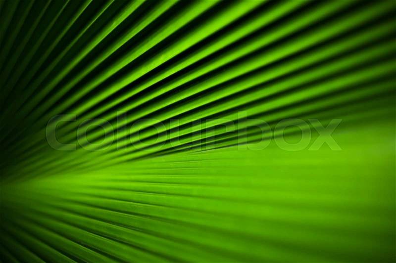 Abstract line texture of green palm leaf. Shallow DOF, stock photo