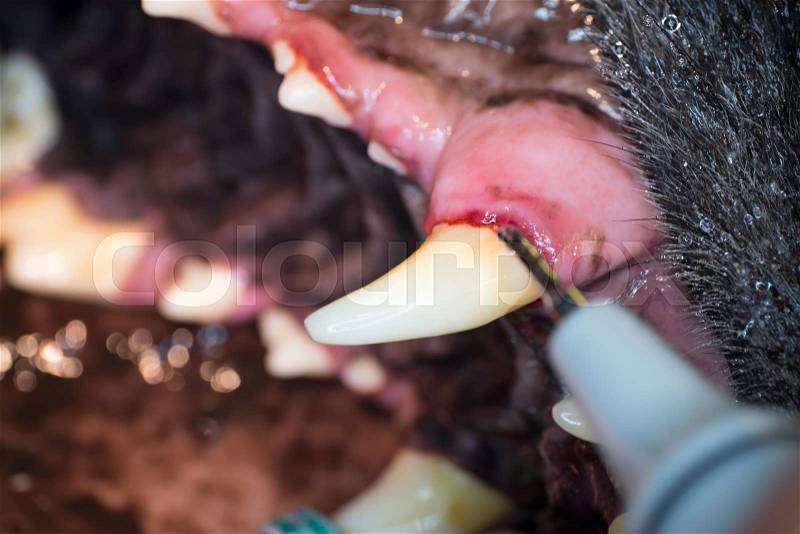 Close-up of dog tooth cleaning, stock photo