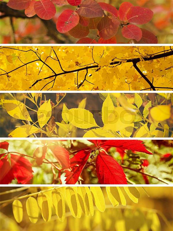 Collection from different kinds of autumn seasonal horizontal backgrounds, suitable for web sites, stock photo