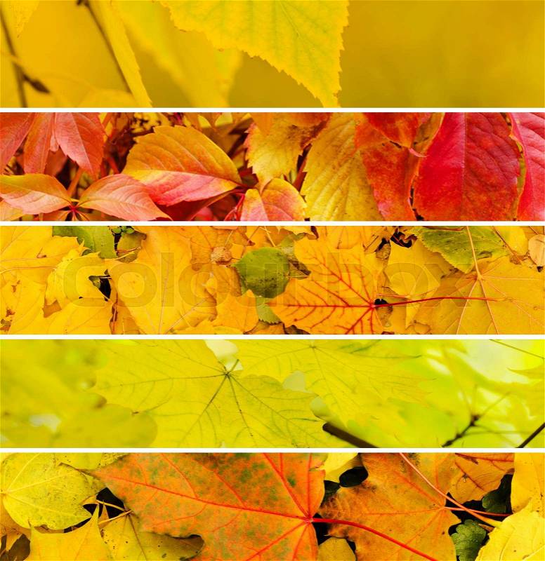Collection from different kinds of autumn seasonal horizontal backgrounds, suitable for web sites, stock photo
