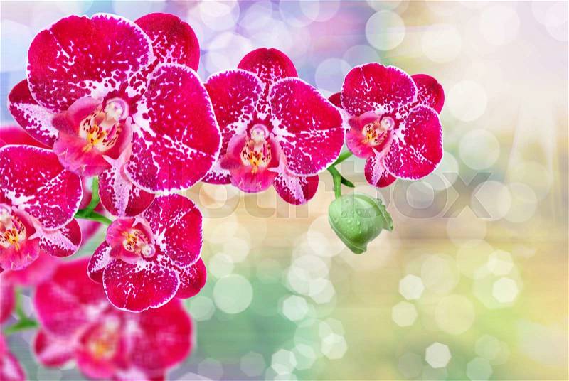 Close up of orchid flower, stock photo
