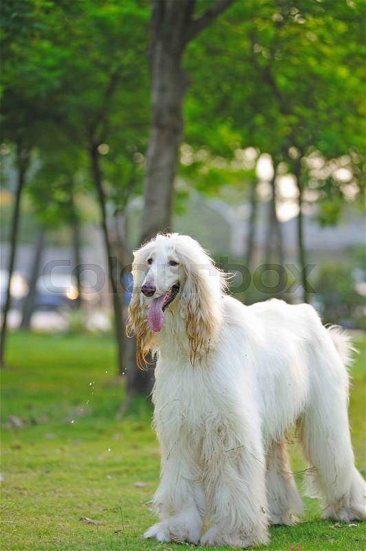 White afghan hound dog standing on the lawn | Stock Photo ...