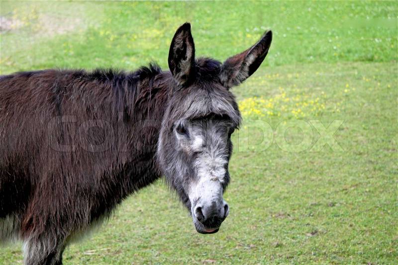 Donkey on a green grass background, stock photo