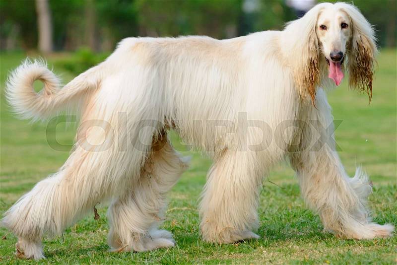 An afghan hound dog walking on the lawn, stock photo