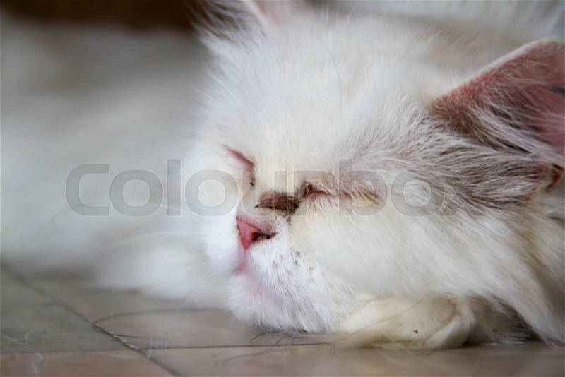 Kitty cat is dreaming to something, stock photo