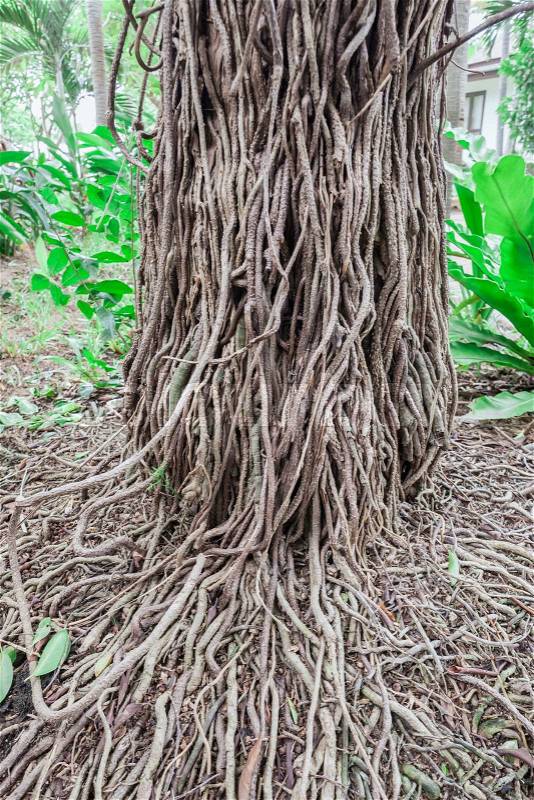 The roots of the banyan tree against green leaves, stock photo