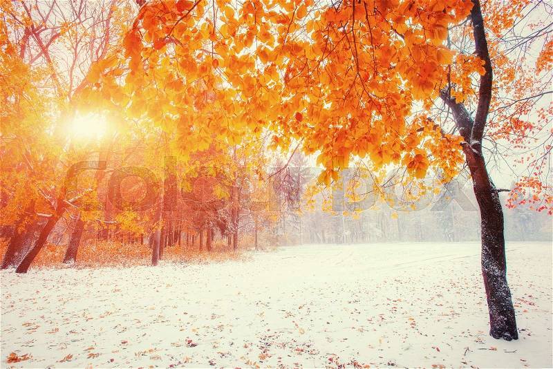 Sunlight breaks through the autumn leaves of the trees in the early days of winter, stock photo