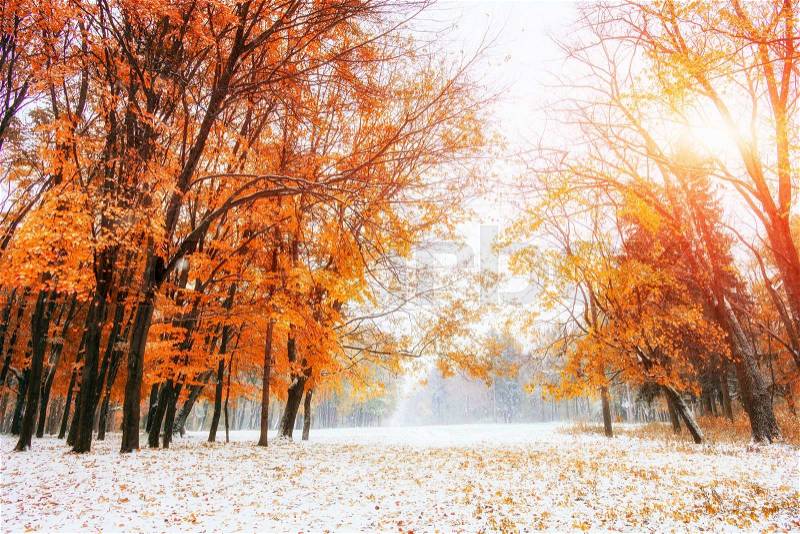 Sunlight breaks through the autumn leaves of the trees in the early days of winter, stock photo