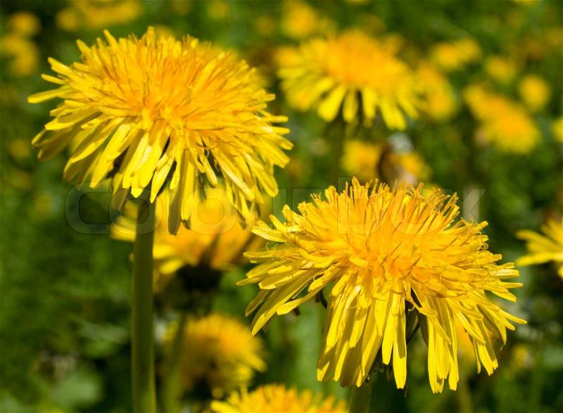 Dandelion meadow, nice picture for background, stock photo