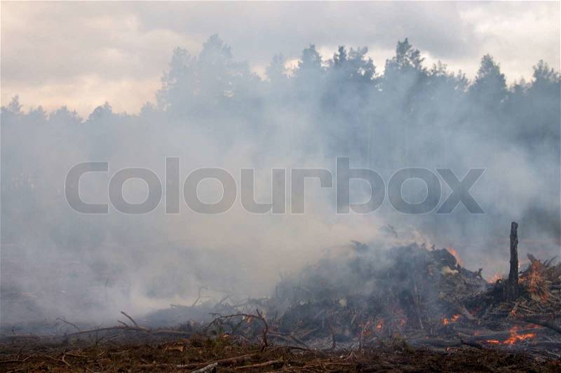 Nature disaster. forest fire, stock photo