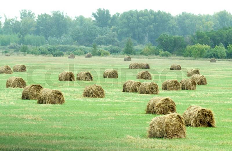 Autumn hay field in round sheaves, stock photo