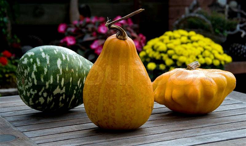 Different colors of pumpkins, stock photo