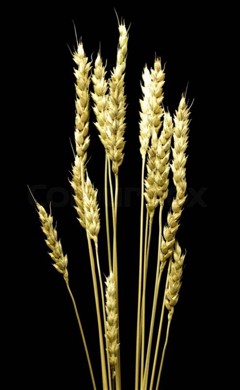 Ear of wheat on a black background, stock photo