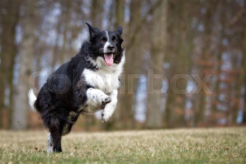 A purebred Border Collie dog without leash outdoors in the nature on a sunny day, stock photo