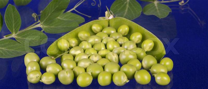 The period of development, flowering and maturing of peas is finished, it is possible to reap a crop!, stock photo