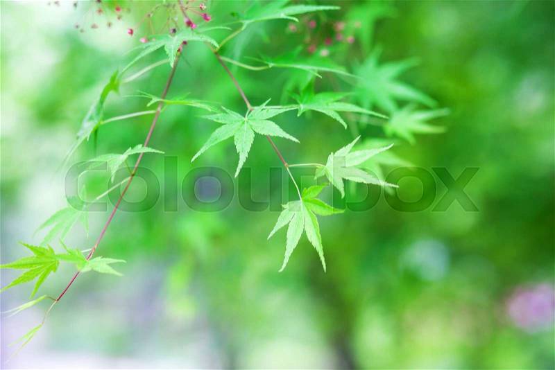 Green maple leaves summer background, stock photo