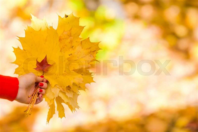 Big yellow maple leaves outdoors at beautiful autumn park, stock photo
