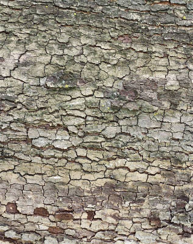 Cortex of the alder with lichen - texture, stock photo