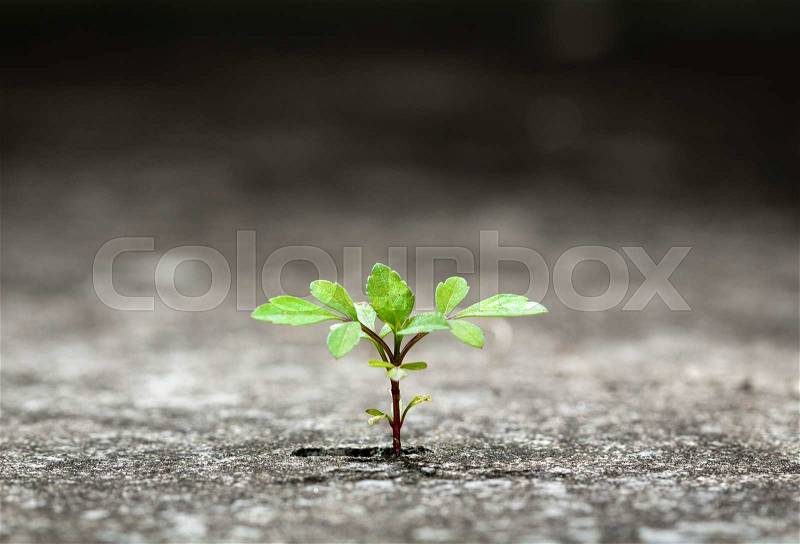 New plant germinate from the crack concrete of survival, stock photo