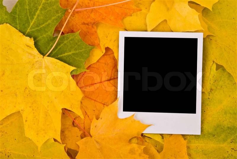 Blank card with soft shadow on the maple leaves background, stock photo