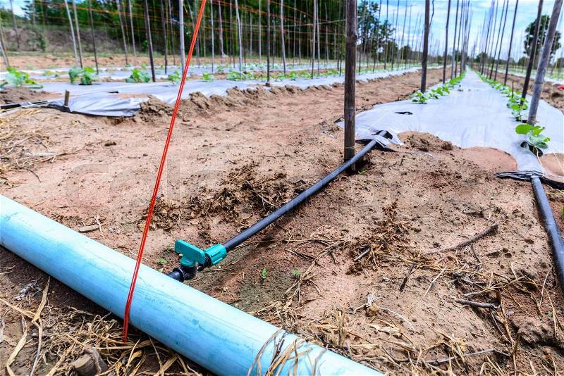 Water irrigation system on melon field, stock photo
