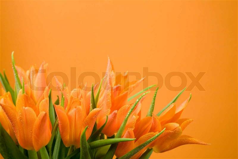 Tulips on orange background. Spring flowers, stock photo