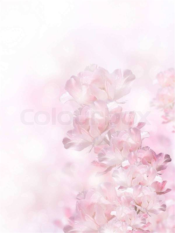 Pink spring flowers over the bokeh background, stock photo