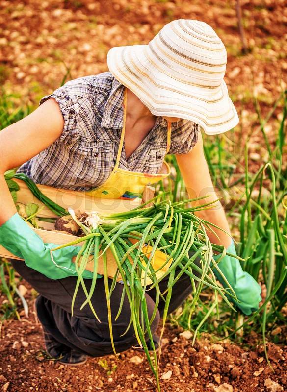 Farmer woman in the garden, picking fresh green ripe onion, with pleasure working on the farm, agricultural work, stock photo
