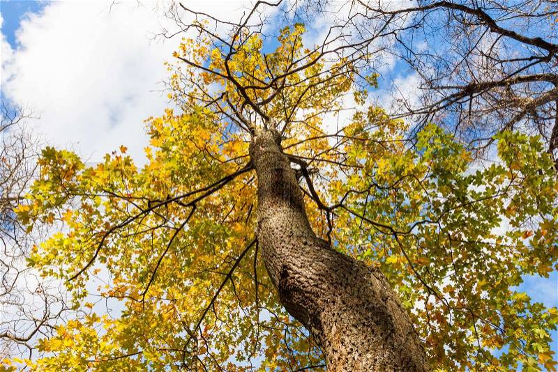 Tree with yellow autumn leaves, view from below against blue sky, stock photo