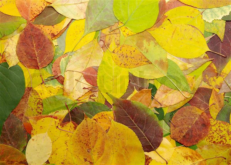 Background from multi-coloured fallen down leaves in autumn forest, stock photo