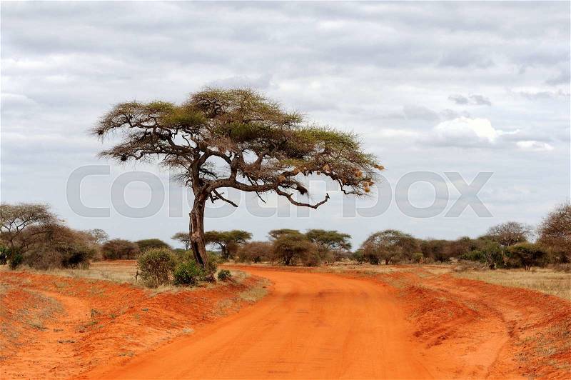 Beautiful landscape with one tree in Africa, stock photo