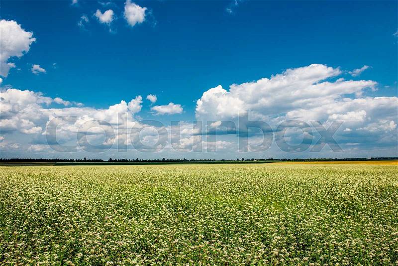Yellow-green field under the beautiful clouds, stock photo