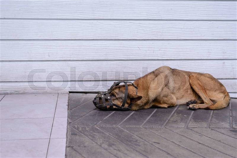 Muzzled dog sleeping on cement floor, very uncomfortable freedom, stock photo
