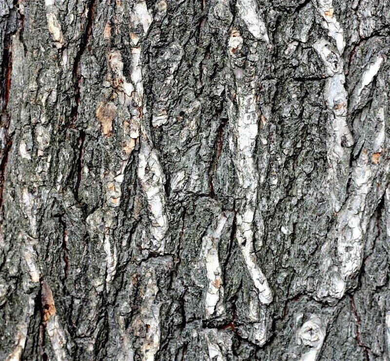 The oak bark texture, stock photo