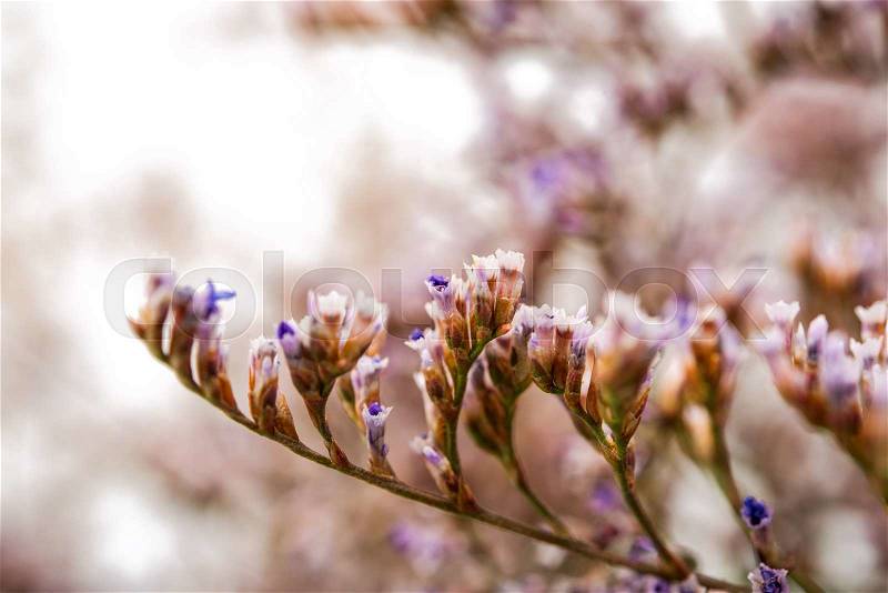 Background of small flowers field, stock photo