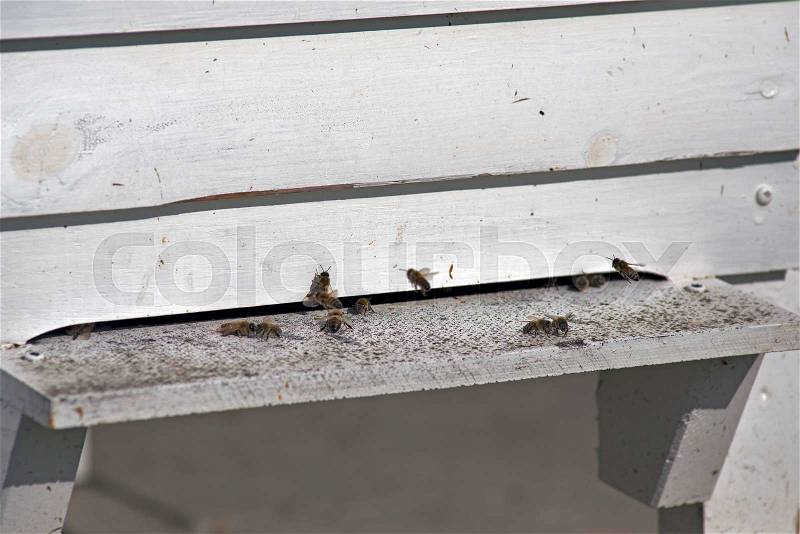 Closeup Bee-House and flying bees, stock photo
