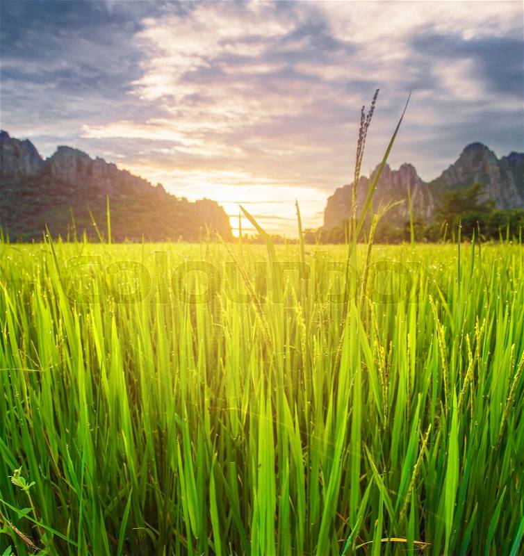 Paddy rice field background and sunrise, stock photo