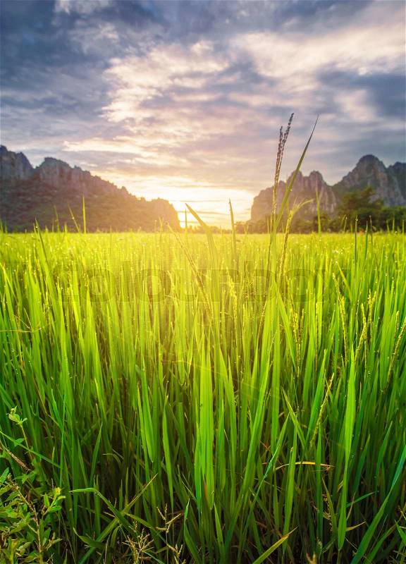 Paddy rice field background and sunrise, stock photo