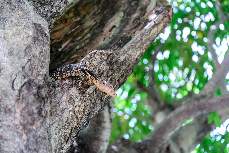 Bengal monitor lizard in tree hole, stock photo