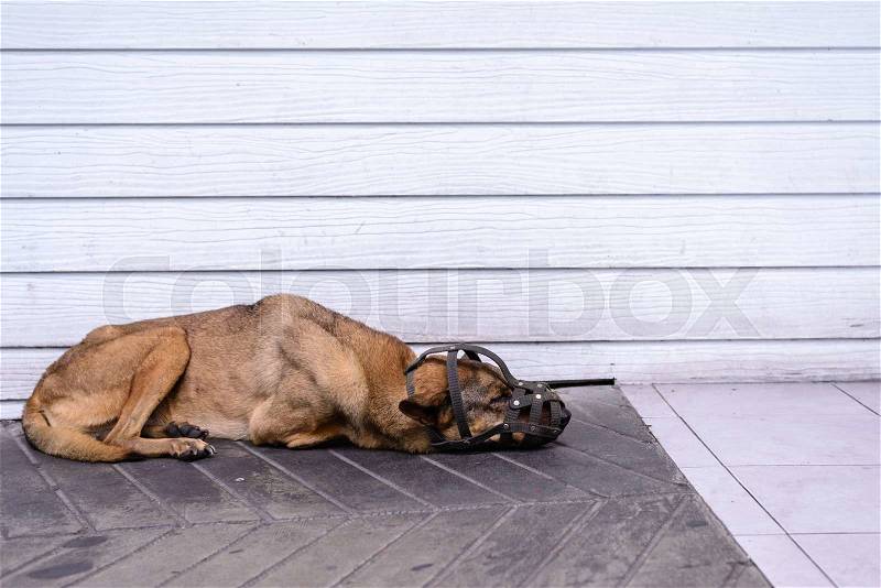 Muzzled dog sleeping on cement floor, very uncomfortable freedom, stock photo