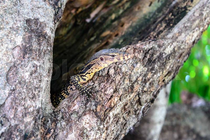 Bengal monitor lizard in tree hole, stock photo