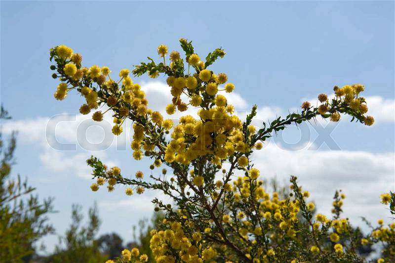 Australian acacia Australian Wattle blooms on sky background, stock photo